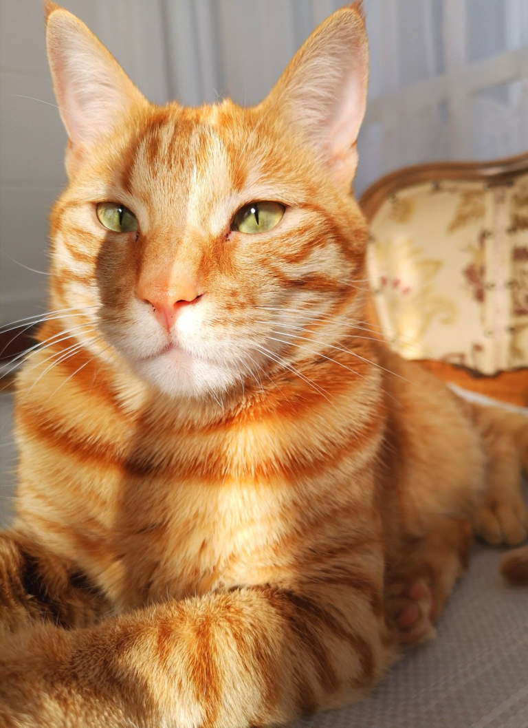 橘猫的性格特点与饲养指南
