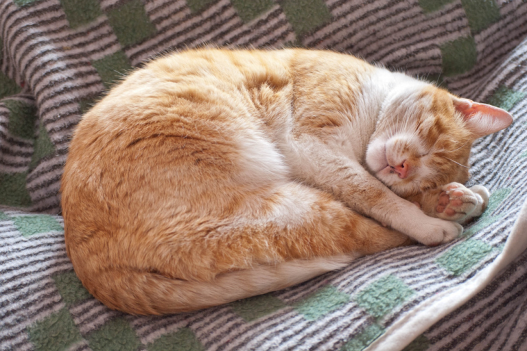 猫咪睡眠的秘密